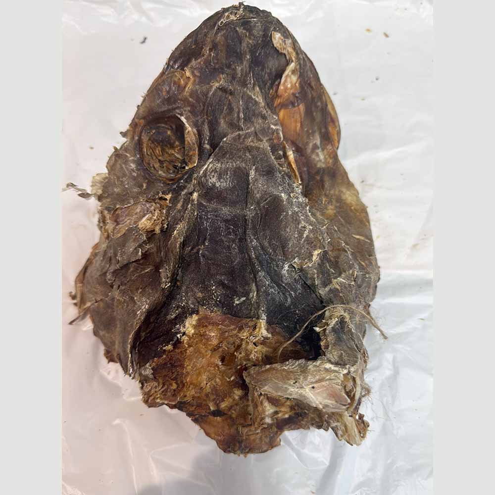 Stockfish head (Medium & Big)