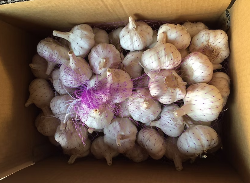 Fresh Garlic x3